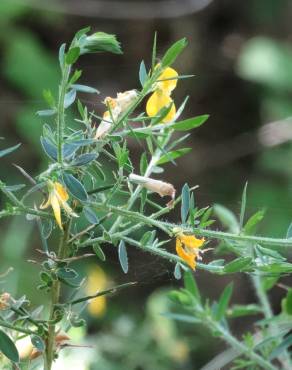 Fotografia 7 da espécie Genista falcata no Jardim Botânico UTAD