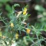 Fotografia 7 da espécie Genista falcata do Jardim Botânico UTAD