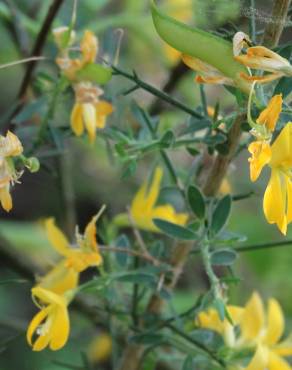 Fotografia 8 da espécie Genista falcata no Jardim Botânico UTAD