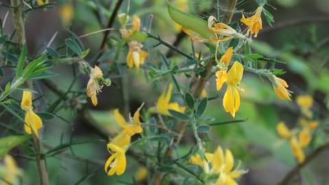 Fotografia da espécie Genista falcata