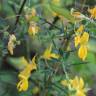 Fotografia 8 da espécie Genista falcata do Jardim Botânico UTAD