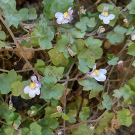 Fotografia da espécie Cymbalaria muralis subesp. muralis