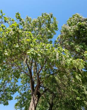 Fotografia 17 da espécie Catalpa bignonioides no Jardim Botânico UTAD