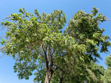 Fotografia da espécie Catalpa bignonioides