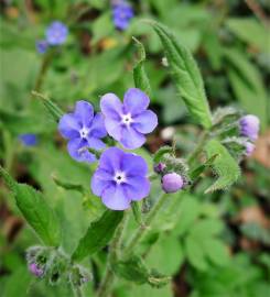 Fotografia da espécie Pentaglottis sempervirens