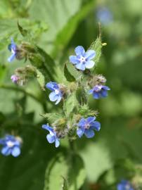 Fotografia da espécie Pentaglottis sempervirens