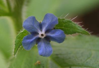 Fotografia da espécie Pentaglottis sempervirens