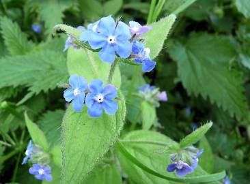 Fotografia da espécie Pentaglottis sempervirens