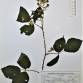Fotografia 1 de herbário da espécie Rubus ulmifolius no Jardim Botânico UTAD