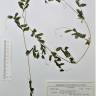 Fotografia de herbário 1 da espécie Vicia sativa no Jardim Botânico UTAD