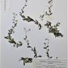 Fotografia de herbário 1 da espécie Myosotis stolonifera no Jardim Botânico UTAD