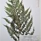 Fotografia 6 de herbário da espécie Athyrium filix-femina no Jardim Botânico UTAD