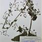 Fotografia 1 de herbário da espécie Scrophularia scorodonia no Jardim Botânico UTAD