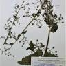 Fotografia de herbário 1 da espécie Scrophularia scorodonia no Jardim Botânico UTAD