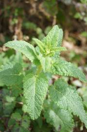 Fotografia da espécie Scrophularia scorodonia