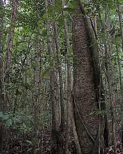 Fotografia da espécie Agathis borneensis