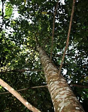 Fotografia 1 da espécie Agathis kinabaluensis no Jardim Botânico UTAD