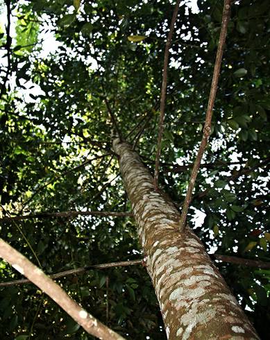 Fotografia de capa Agathis kinabaluensis - do Jardim Botânico