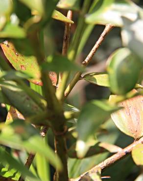 Fotografia 4 da espécie Agathis kinabaluensis no Jardim Botânico UTAD