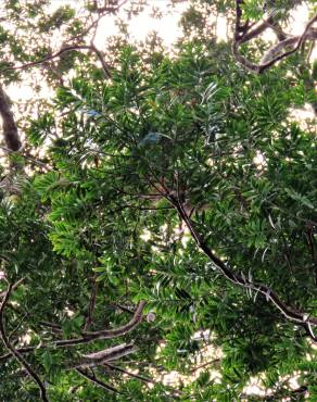 Fotografia 4 da espécie Agathis lanceolata no Jardim Botânico UTAD