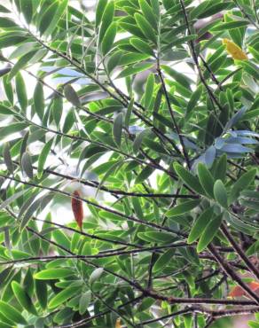 Fotografia 5 da espécie Agathis lanceolata no Jardim Botânico UTAD