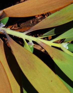 Fotografia 7 da espécie Agathis lanceolata no Jardim Botânico UTAD