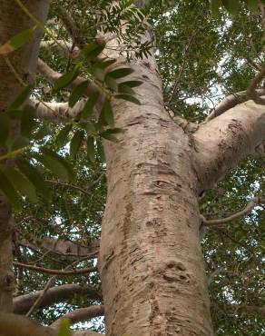 Fotografia 9 da espécie Agathis lanceolata no Jardim Botânico UTAD