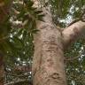 Fotografia 9 da espécie Agathis lanceolata do Jardim Botânico UTAD