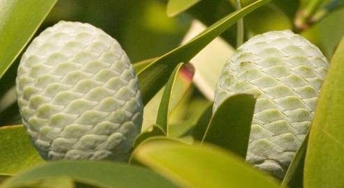 Fotografia da espécie Agathis macrophylla