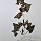 Fotografia 1 de herbário da espécie Lamium maculatum no Jardim Botânico UTAD