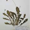 Fotografia de herbário 1 da espécie Leontodon hispidus no Jardim Botânico UTAD