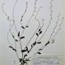 Fotografia de herbário 1 da espécie Myosotis discolor no Jardim Botânico UTAD