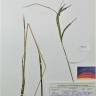 Fotografia de herbário 1 da espécie Carex elata no Jardim Botânico UTAD