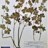 Fotografia de herbário 1 da espécie Geranium lucidum no Jardim Botânico UTAD