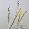 Fotografia de herbário 1 da espécie Hyacinthoides hispanica no Jardim Botânico UTAD