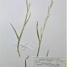 Fotografia de herbário 1 da espécie Glyceria declinata no Jardim Botânico UTAD