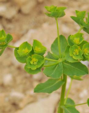 Fotografia 11 da espécie Euphorbia hirsuta no Jardim Botânico UTAD