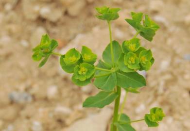 Fotografia da espécie Euphorbia hirsuta