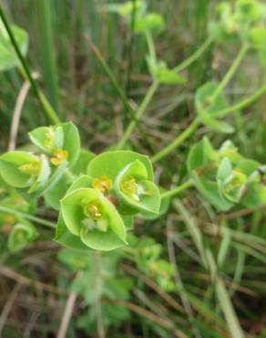 Fotografia 12 da espécie Euphorbia hirsuta no Jardim Botânico UTAD