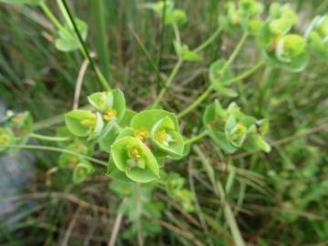 Fotografia da espécie Euphorbia hirsuta