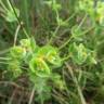 Fotografia 12 da espécie Euphorbia hirsuta do Jardim Botânico UTAD