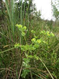 Fotografia da espécie Euphorbia hirsuta