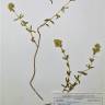 Fotografia de herbário 1 da espécie Teucrium algarbiense no Jardim Botânico UTAD