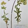 Fotografia de herbário 1 da espécie Euphorbia medicaginea no Jardim Botânico UTAD