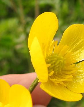 Fotografia 3 da espécie Ranunculus trilobus no Jardim Botânico UTAD