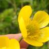 Fotografia 3 da espécie Ranunculus trilobus do Jardim Botânico UTAD