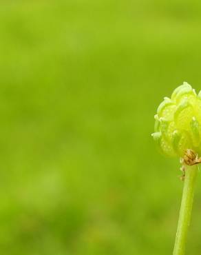 Fotografia 5 da espécie Ranunculus trilobus no Jardim Botânico UTAD