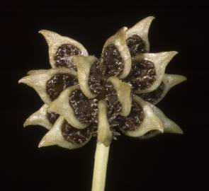 Fotografia da espécie Ranunculus trilobus