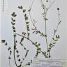 Fotografia de herbário 1 da espécie Sanguisorba verrucosa no Jardim Botânico UTAD