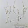 Fotografia de herbário 1 da espécie Cardamine hirsuta no Jardim Botânico UTAD